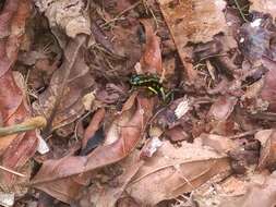 Image of Yellow-bellied Poison Frog