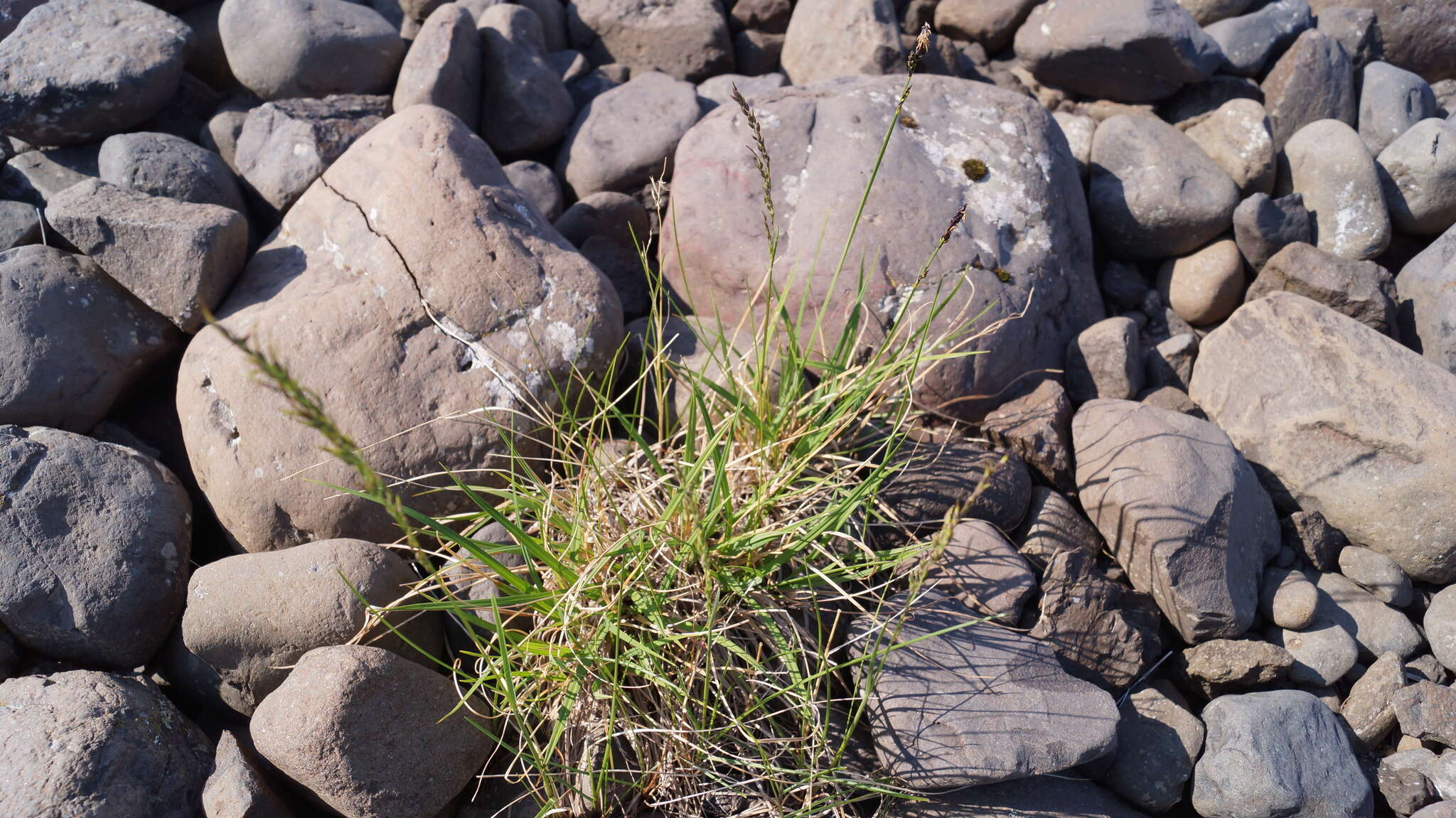 Image of glacial sedge