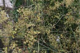 Image of fennel