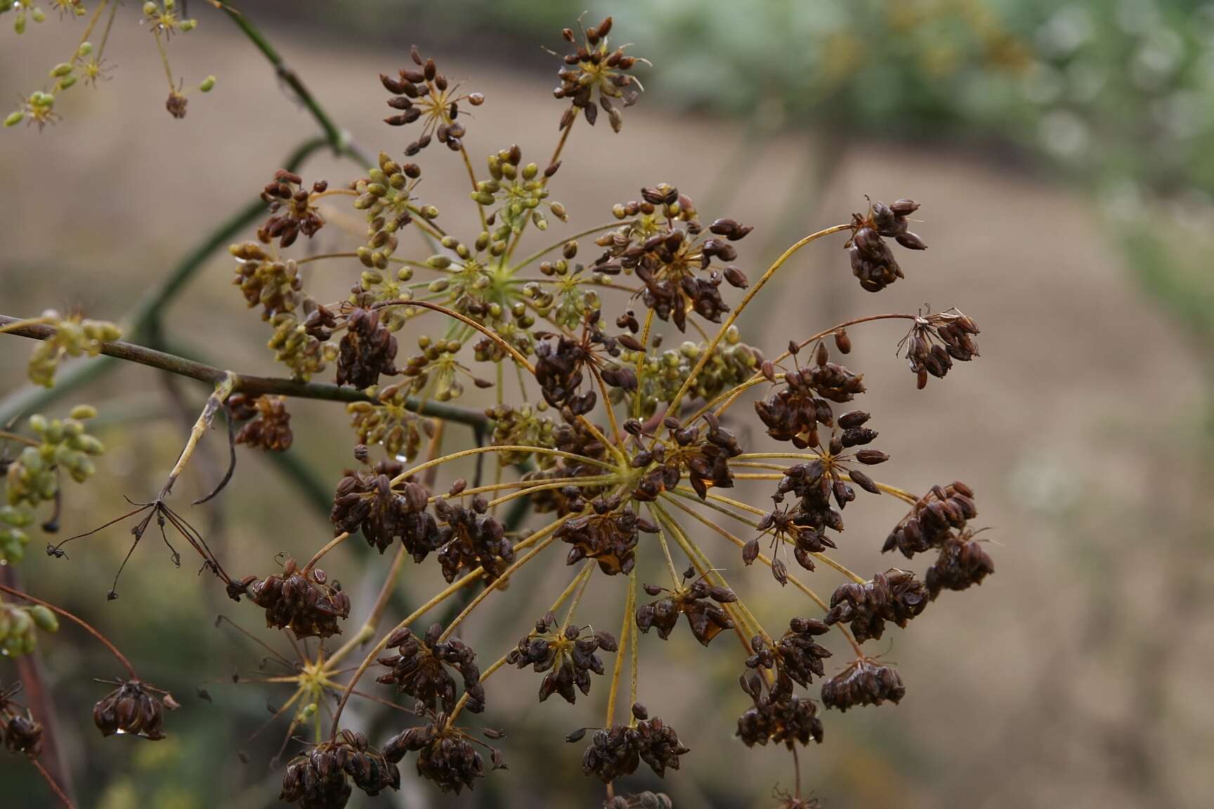 Image of fennel