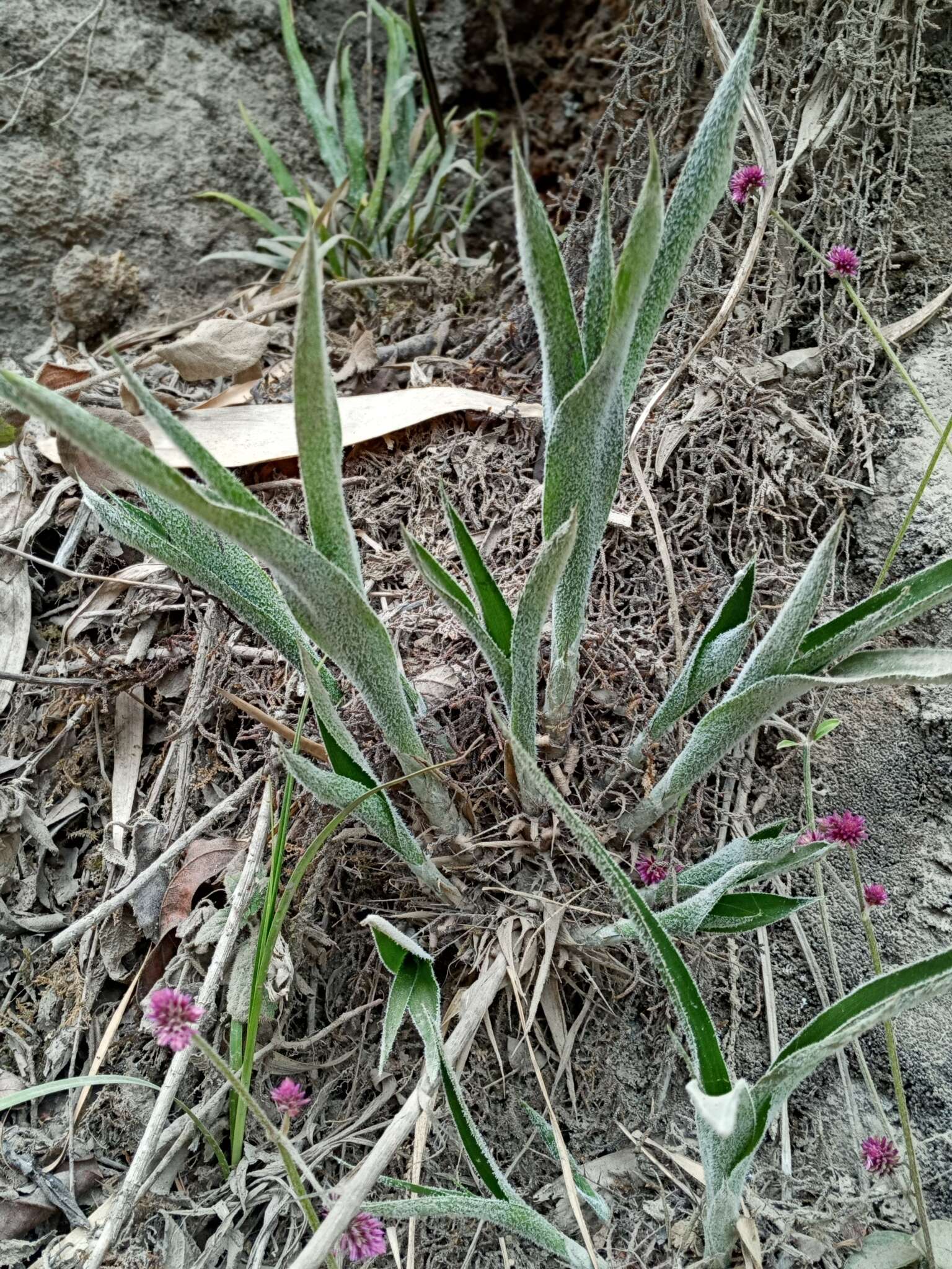 Image of Pitcairnia pungens Kunth