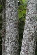 Image of Japanese Tree Lilac