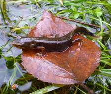 Image of Bosca's Newt