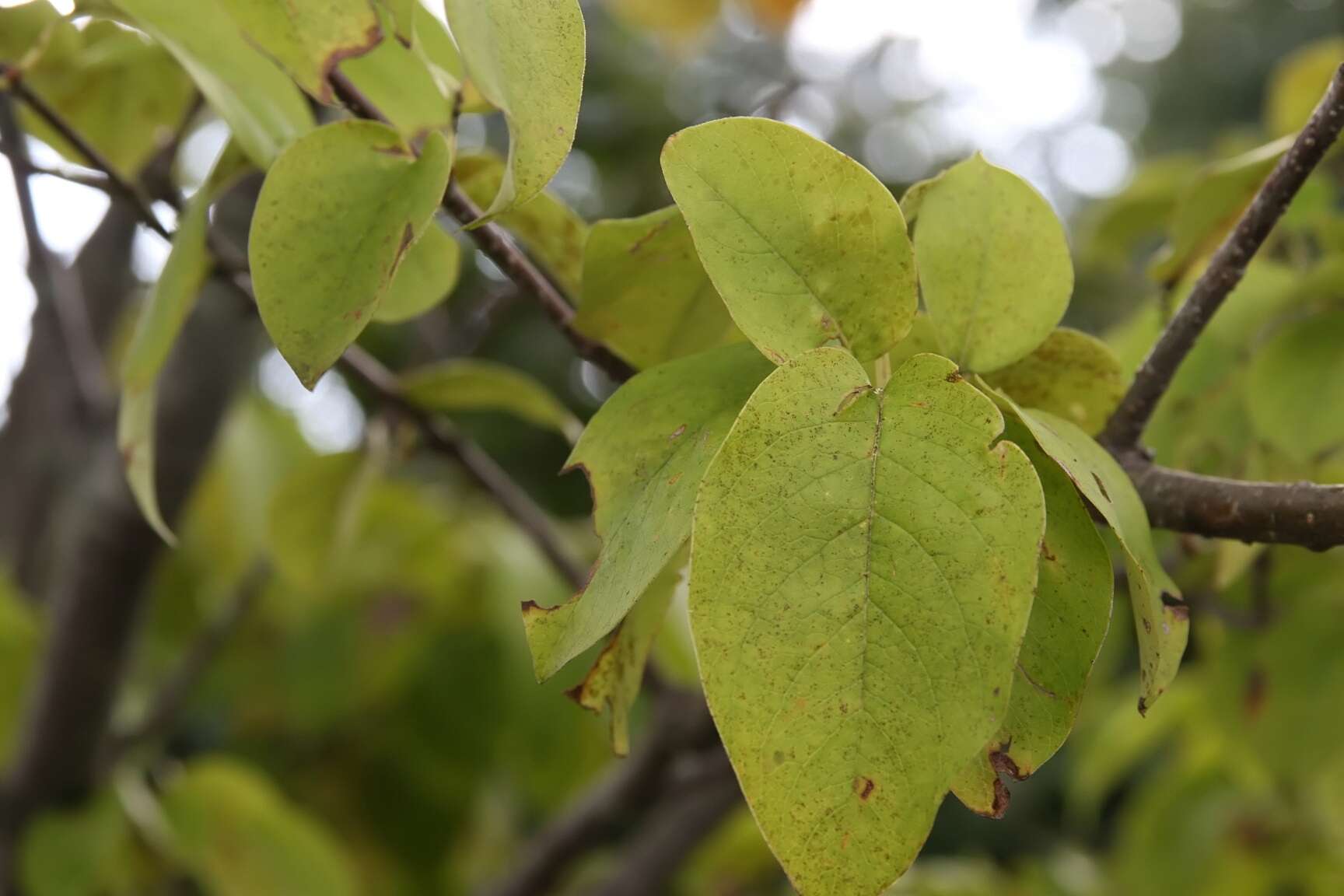 Image of Japanese Tree Lilac