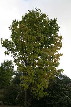 Image of Japanese Tree Lilac