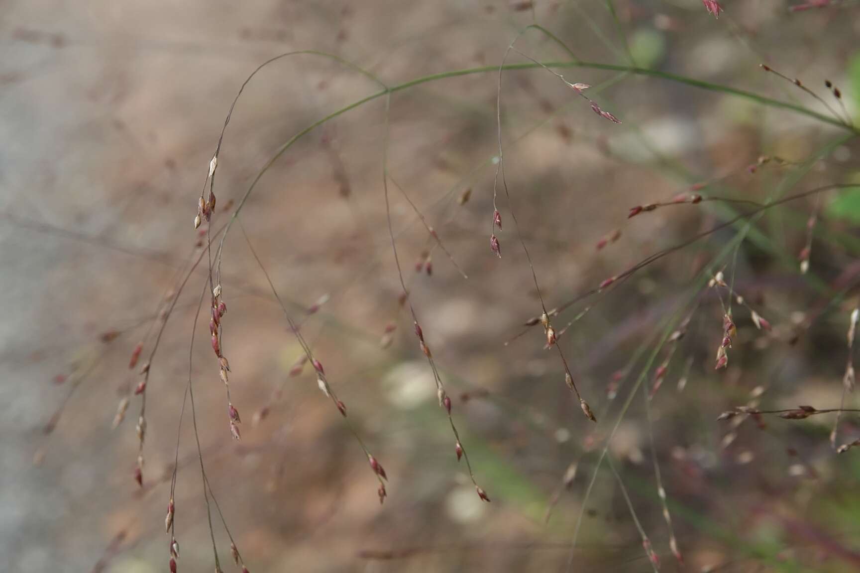 Imagem de Panicum virgatum L.