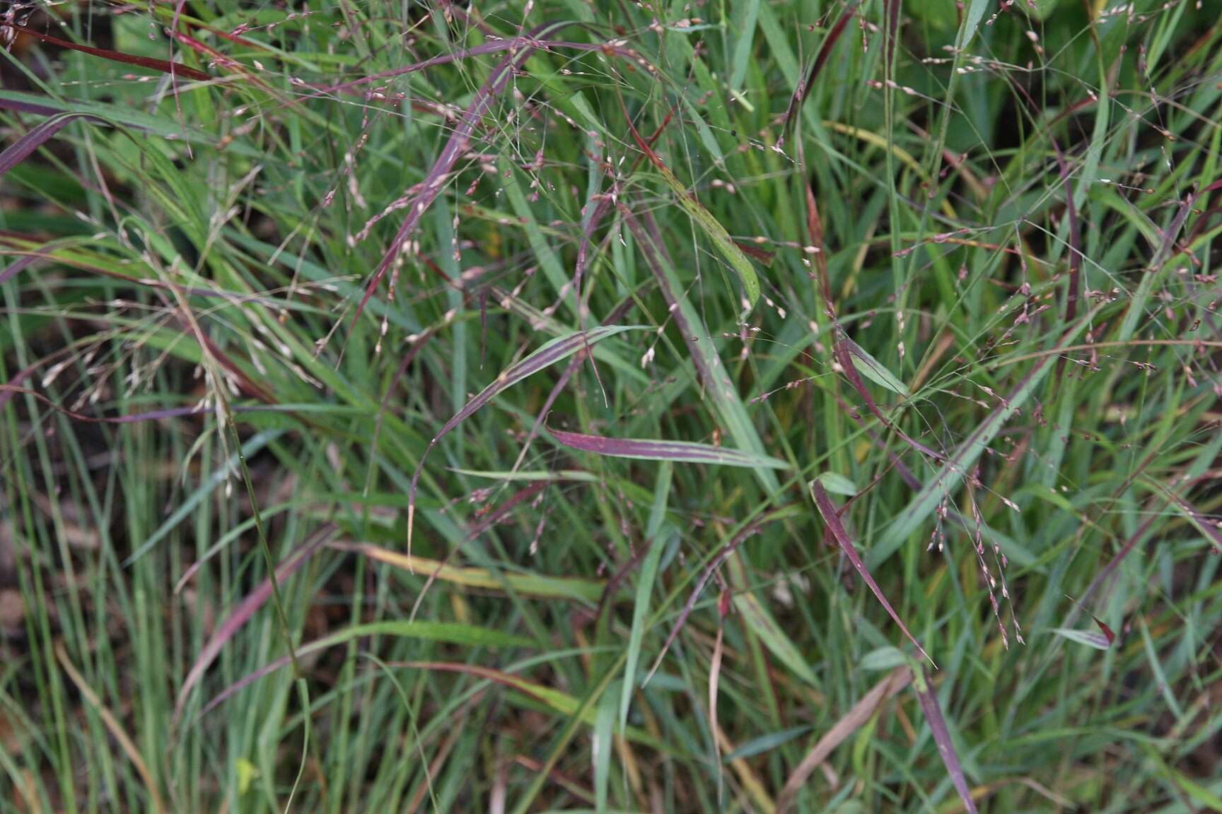 Imagem de Panicum virgatum L.