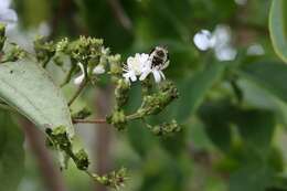 Image of Heptacodium