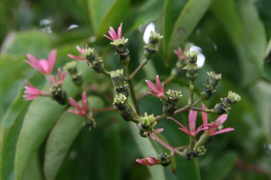 Image of Heptacodium