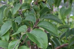 Image de Heptacodium