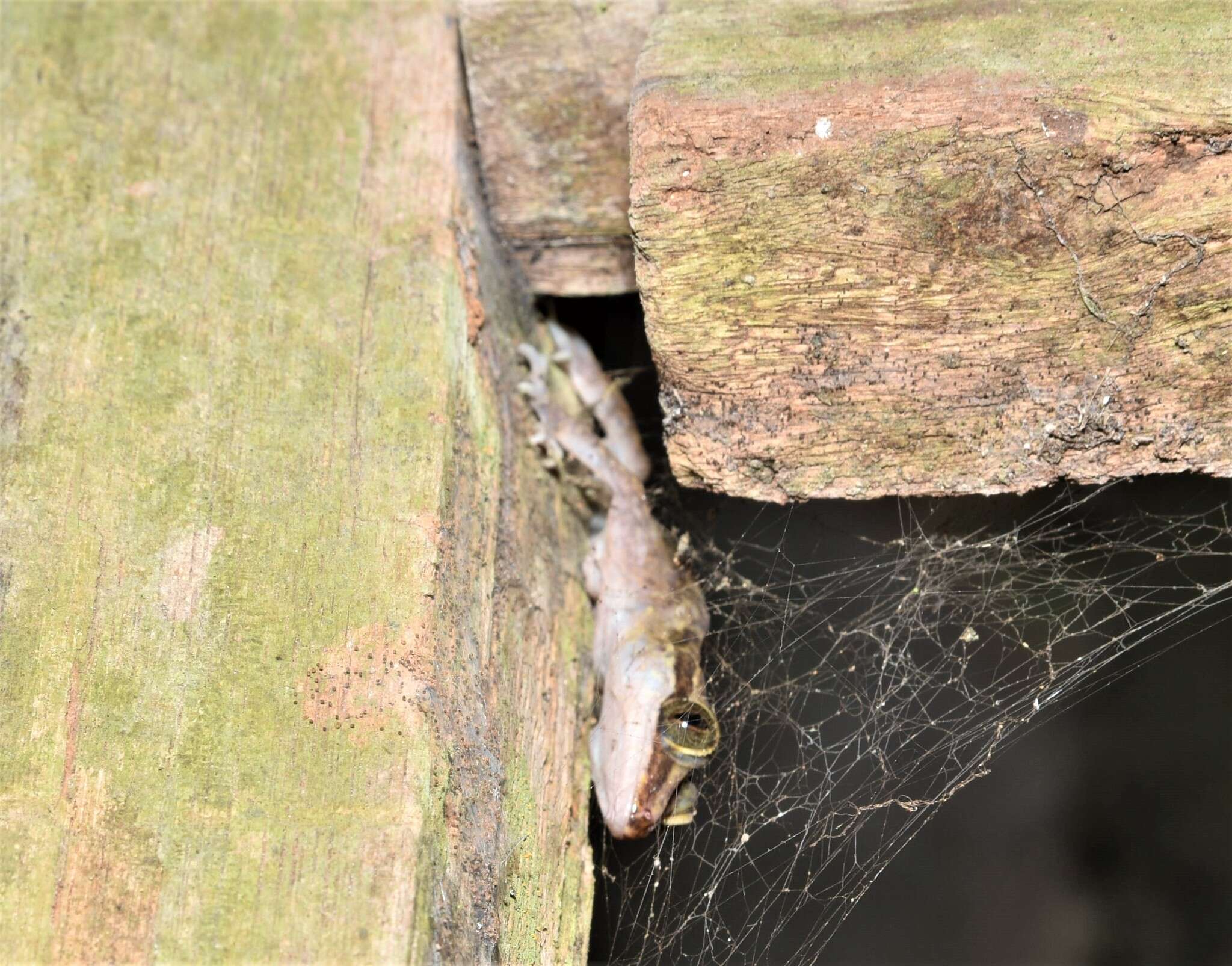 Image of Niah Cave Gecko