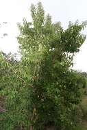 Image de Heptacodium