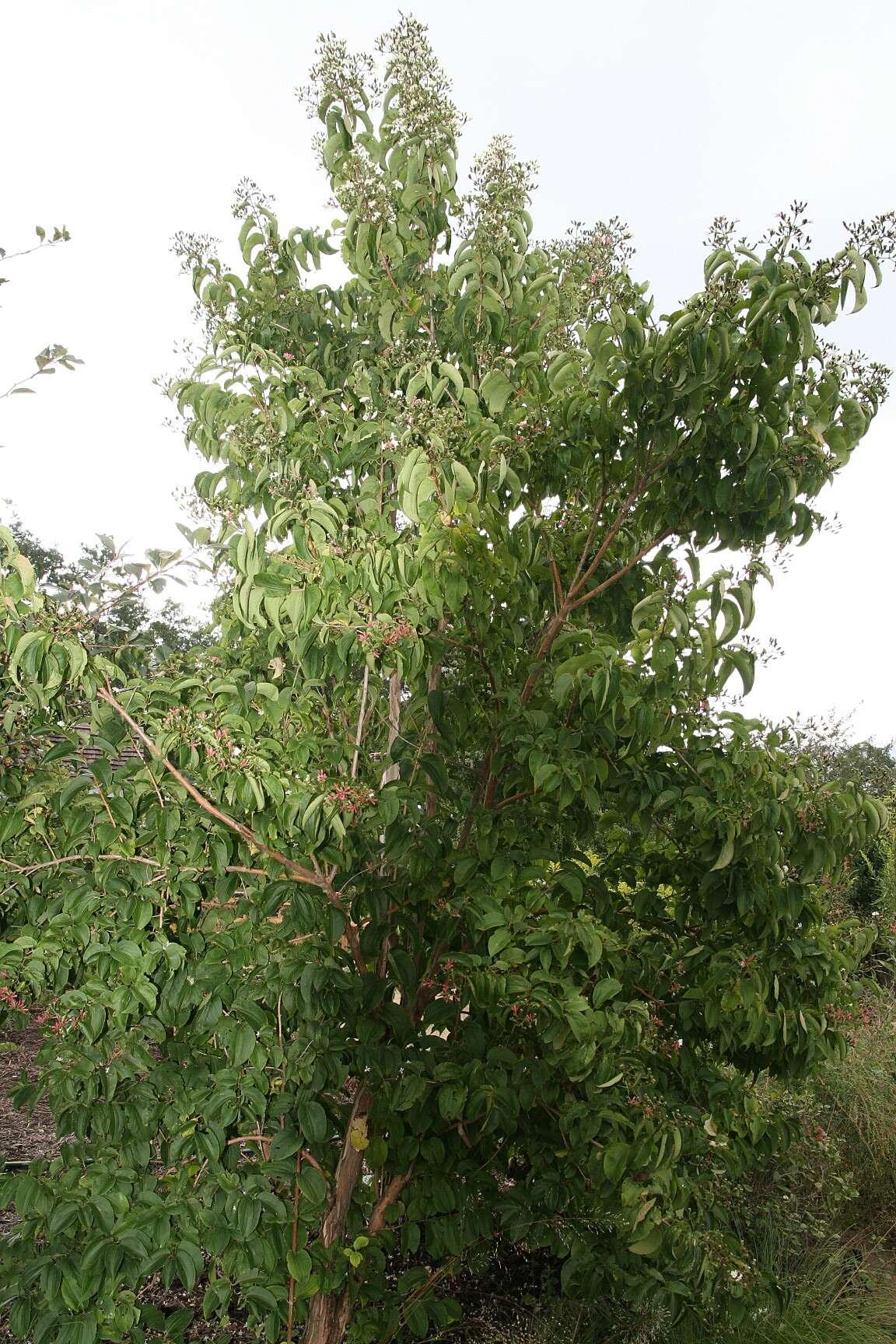 Image de Heptacodium