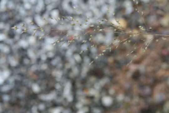 Image of prairie dropseed