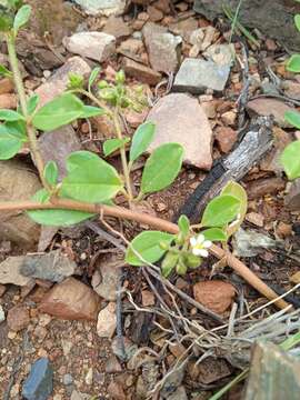 Image of Limeum viscosum subsp. transvaalense Friedr.