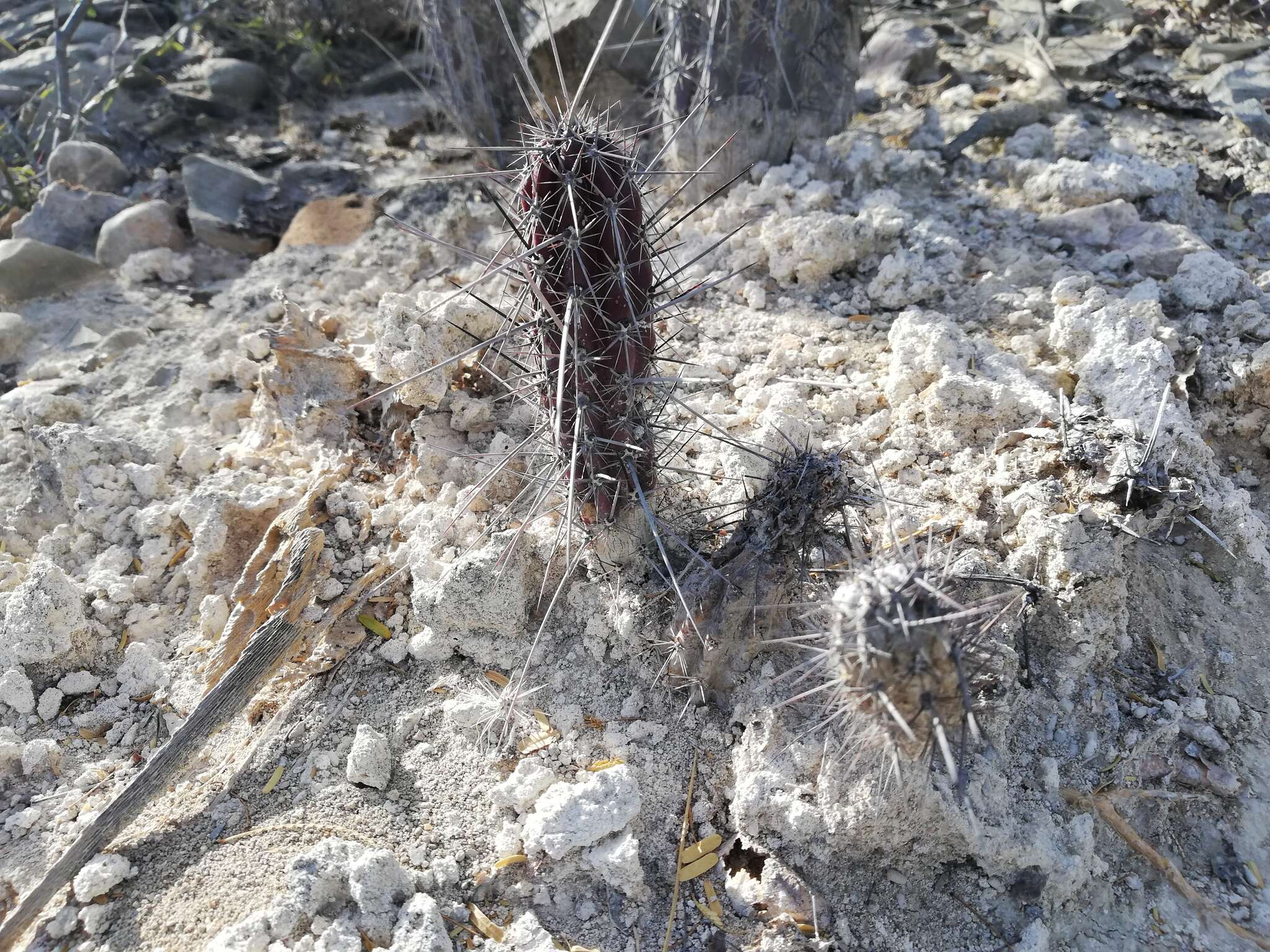 Image of Pachycereus hollianus (F. A. C. Weber) Buxb.