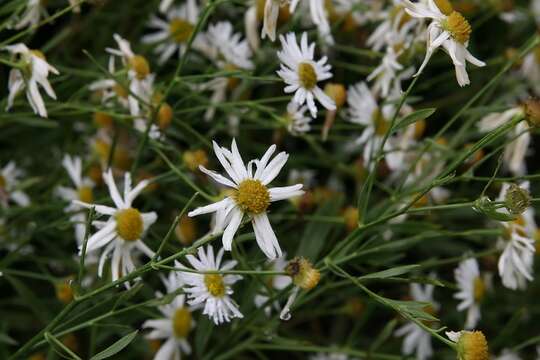 Image of white doll's daisy