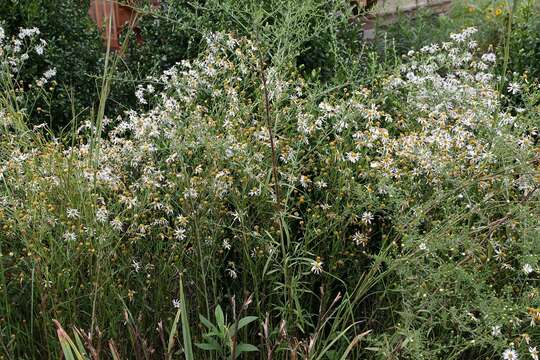 Boltonia asteroides (L.) L'Hér. resmi