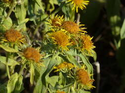 Image of British yellowhead