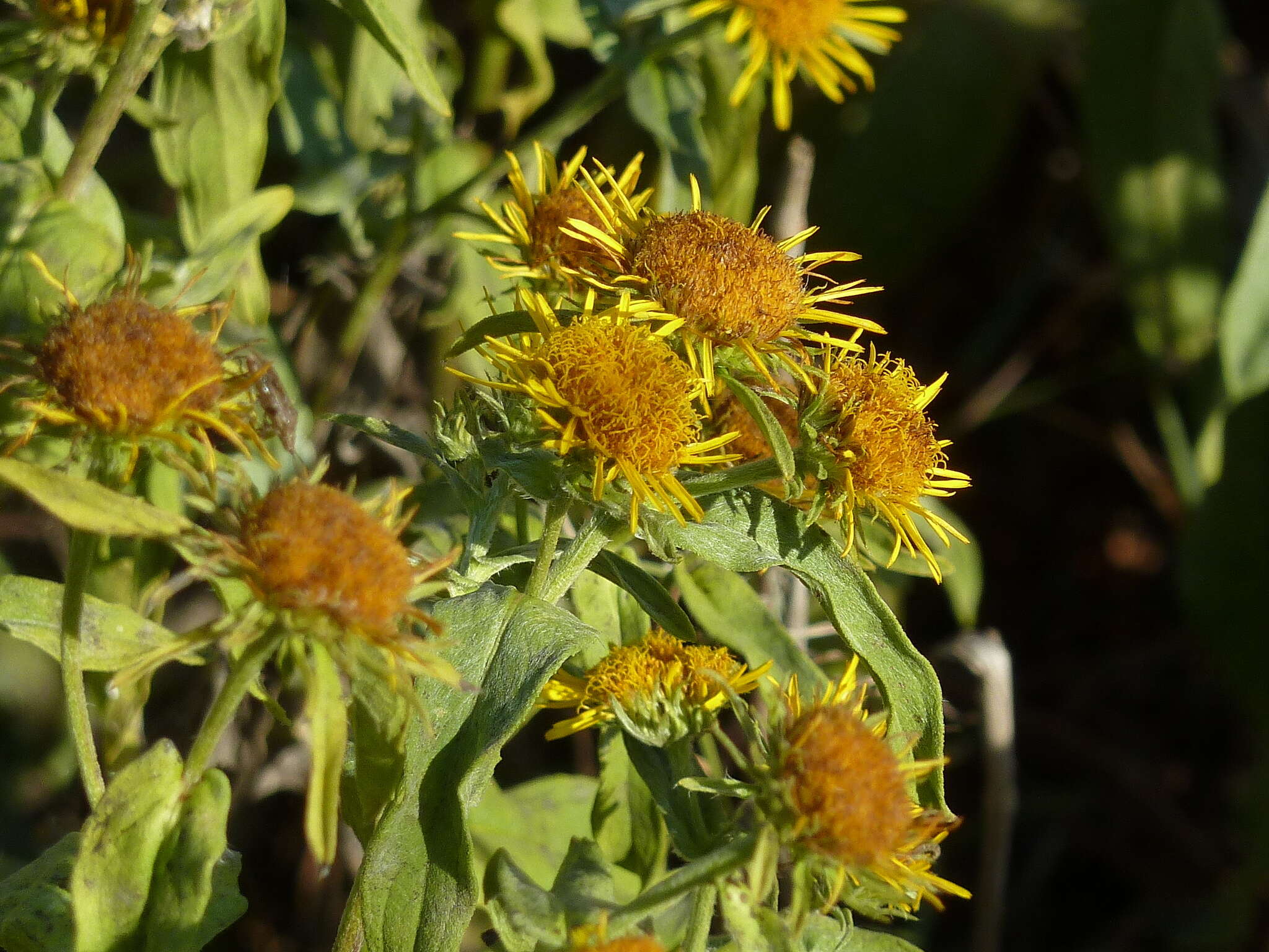 Image of British yellowhead