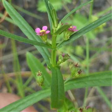 Image of Eared Redstem