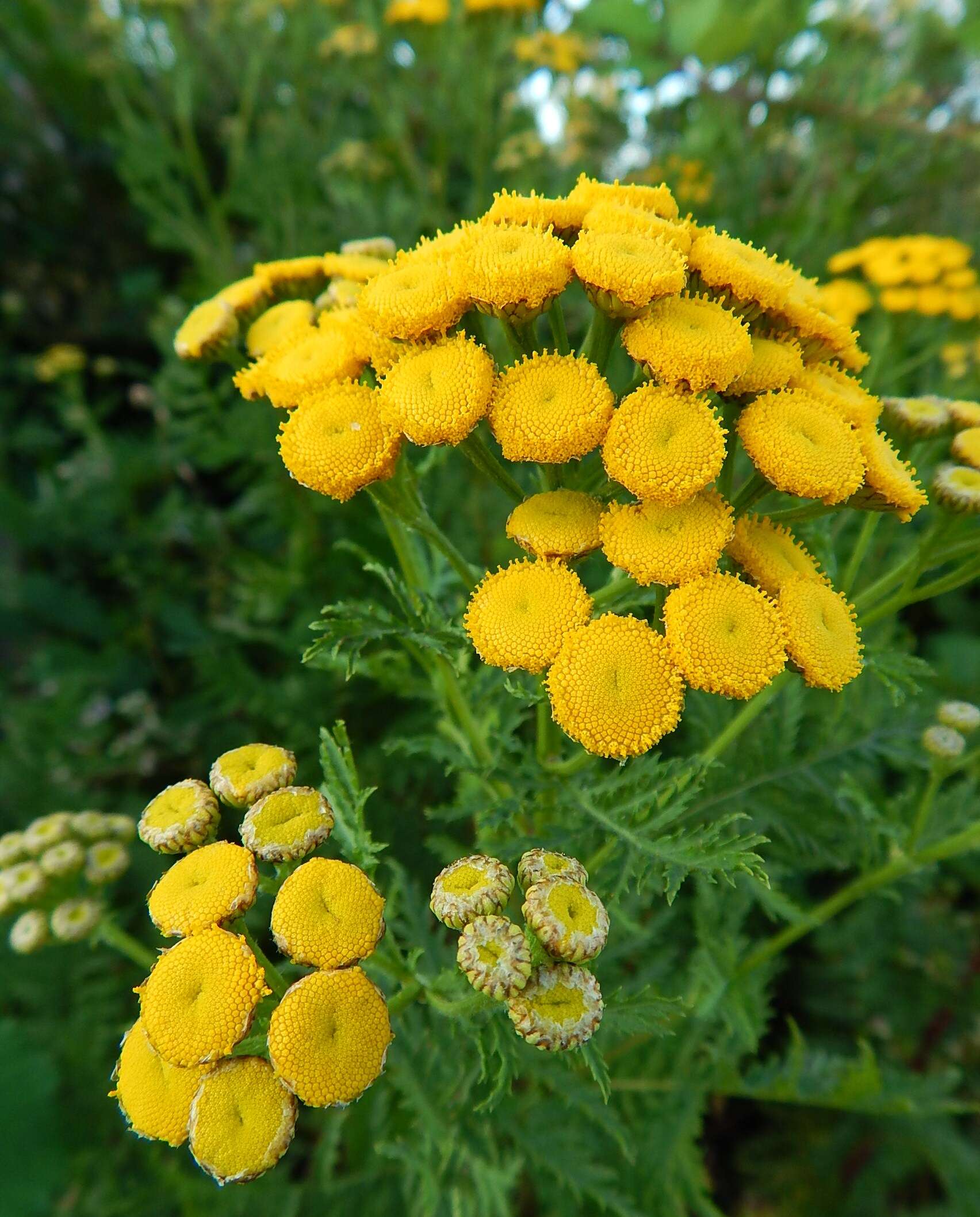 Image of common tansy