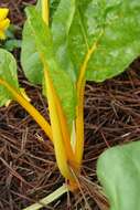 Image of Beta vulgaris subsp. vulgaris Cicla