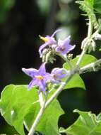 Solanum tricuspidatum Rich. ex Dun. resmi