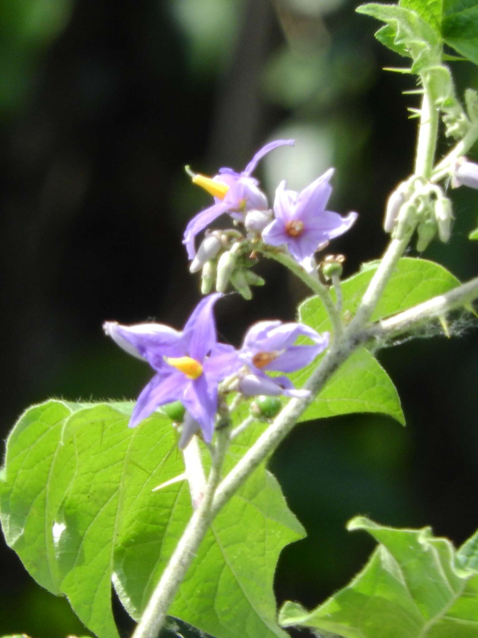 Solanum tricuspidatum Rich. ex Dun. resmi