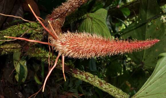 Image of Philodendron fibrosum Sodiro ex Croat