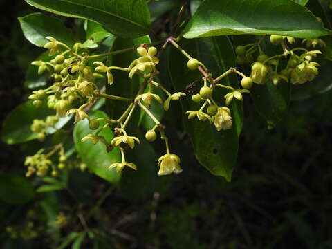 Image of Vismia cayennensis (Jacq.) Persoon