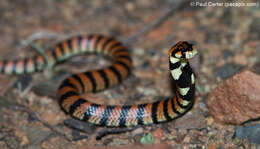 Image of Cape coral snake