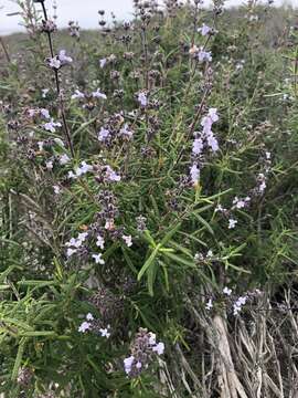 Image of Santa Rosa Island sage