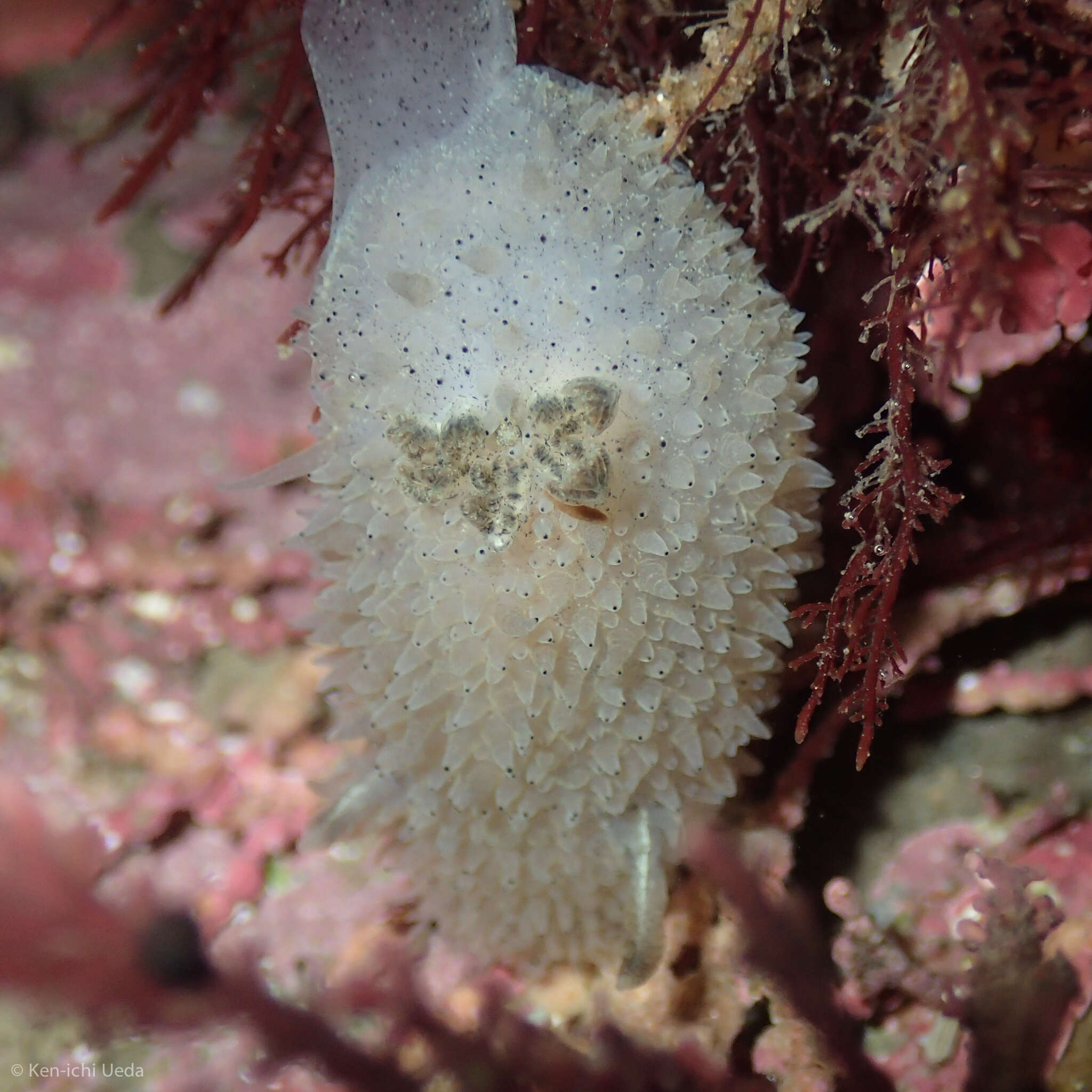 Image of Acanthodoris rhodoceras Cockerell 1905