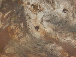 Image of Sac-winged bats