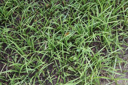 Image of Zephyranthes atamasco (L.) Herb.