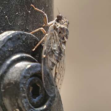 Image of Cicada barbara (Stal 1866)