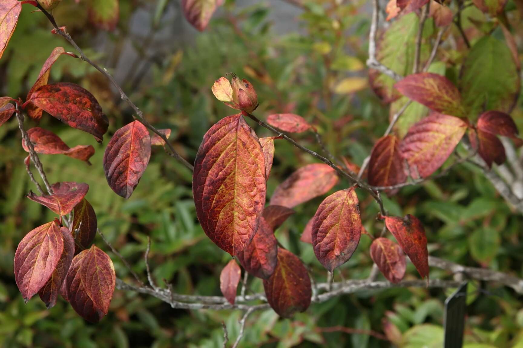 Imagem de Stewartia ovata (Cav.) Weatherby