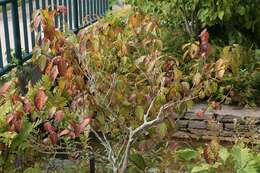 Image of Mountain Camellia