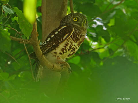 Image of Glaucidium capense etchecopari Érard, Roux & F 1983