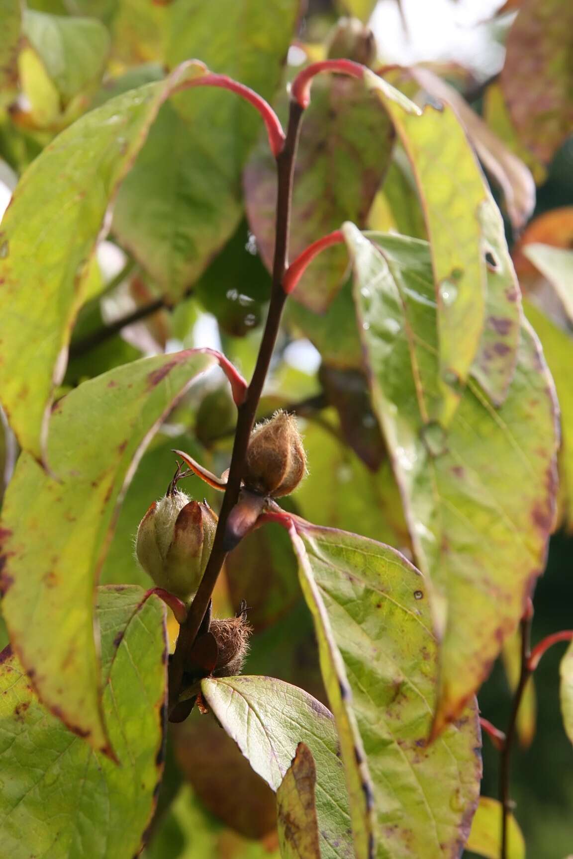 Image of Mountain Camellia