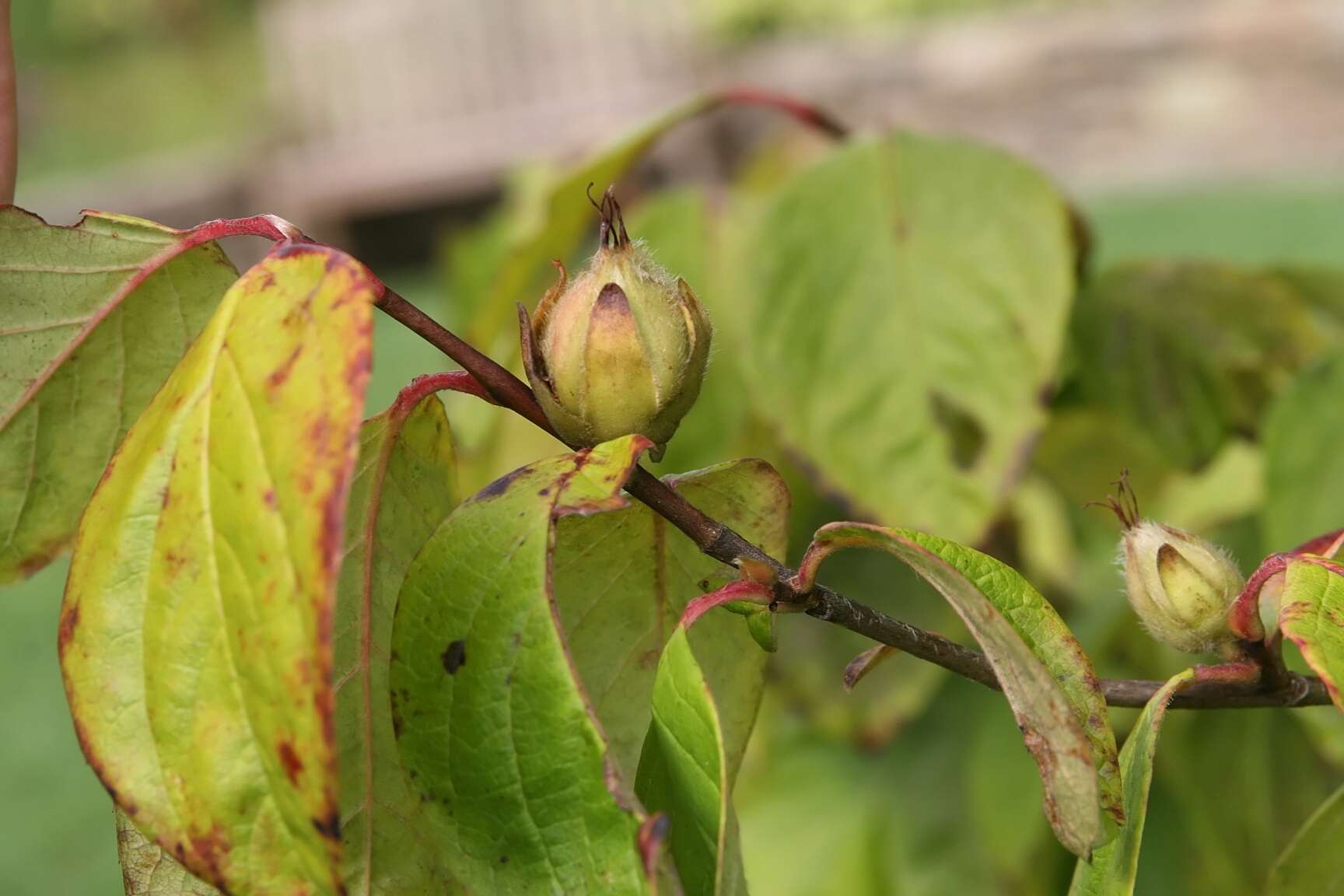 Image of Mountain Camellia