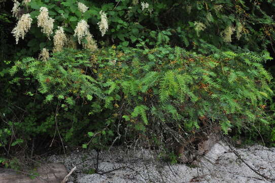 Image of Canadian Yew