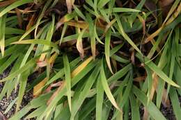 Image of crested iris