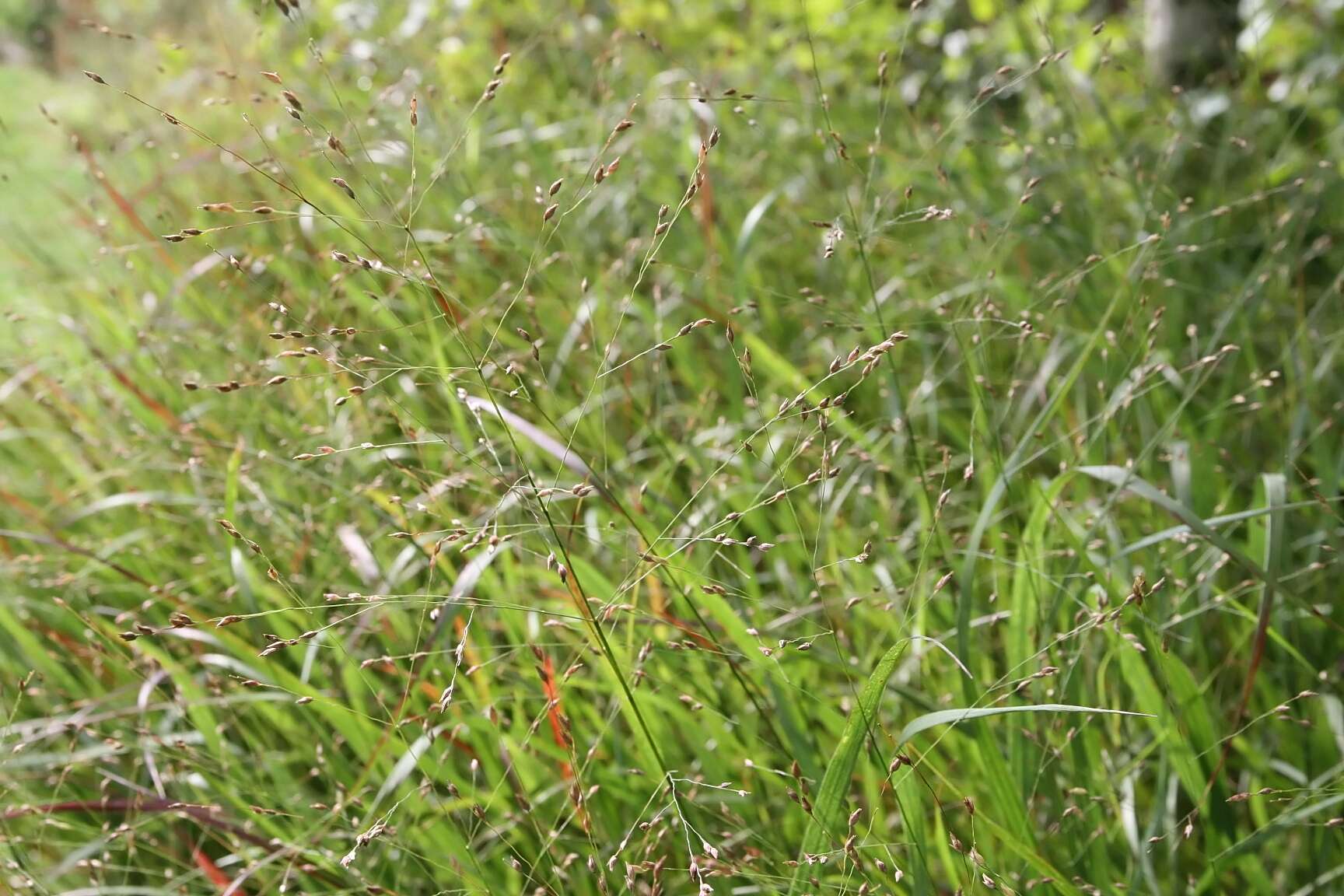 Image of switchgrass