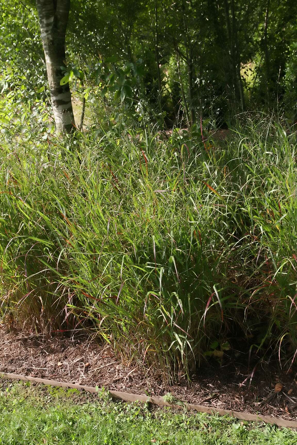 Imagem de Panicum virgatum L.