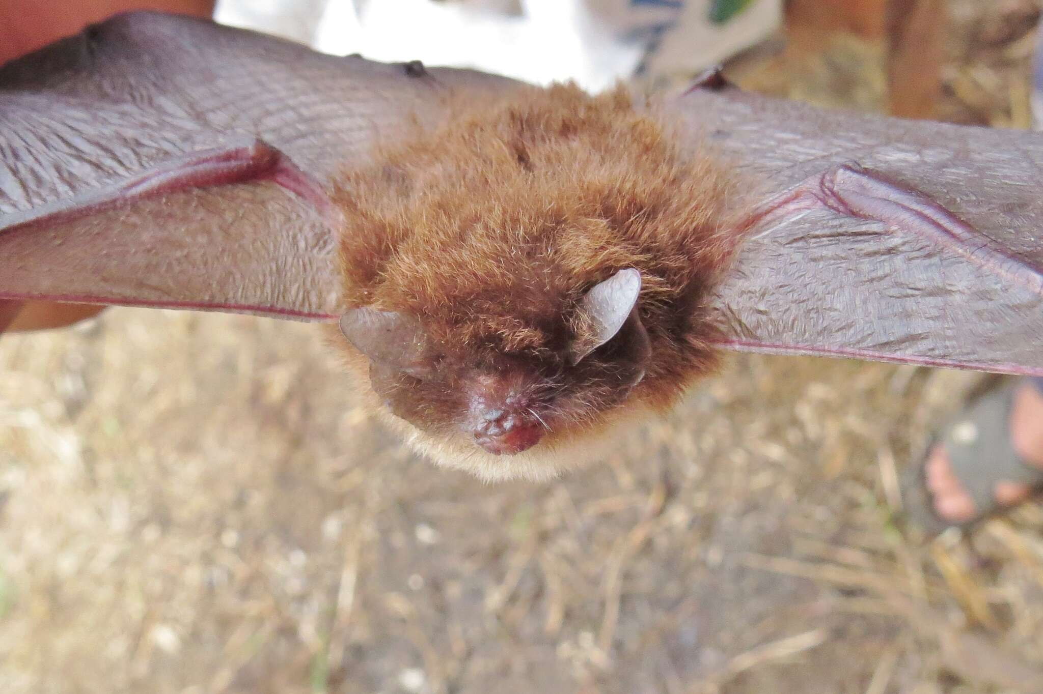 Image of disc-winged bats