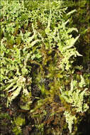 Plancia ëd Cladonia rigida (Hook. fil. & Taylor) Hampe