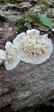 Image de Sarcodontia pachyodon (Pers.) Spirin 2001