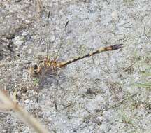 Imagem de Progomphus alachuensis Byers 1939